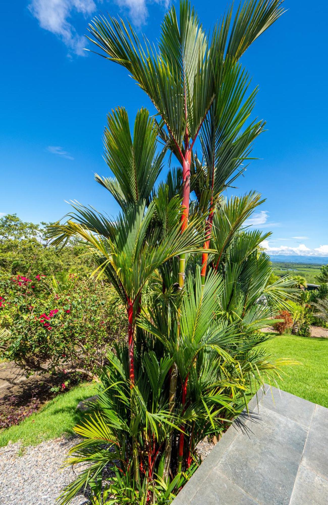 Finca Colibri Бока-Чика Экстерьер фото
